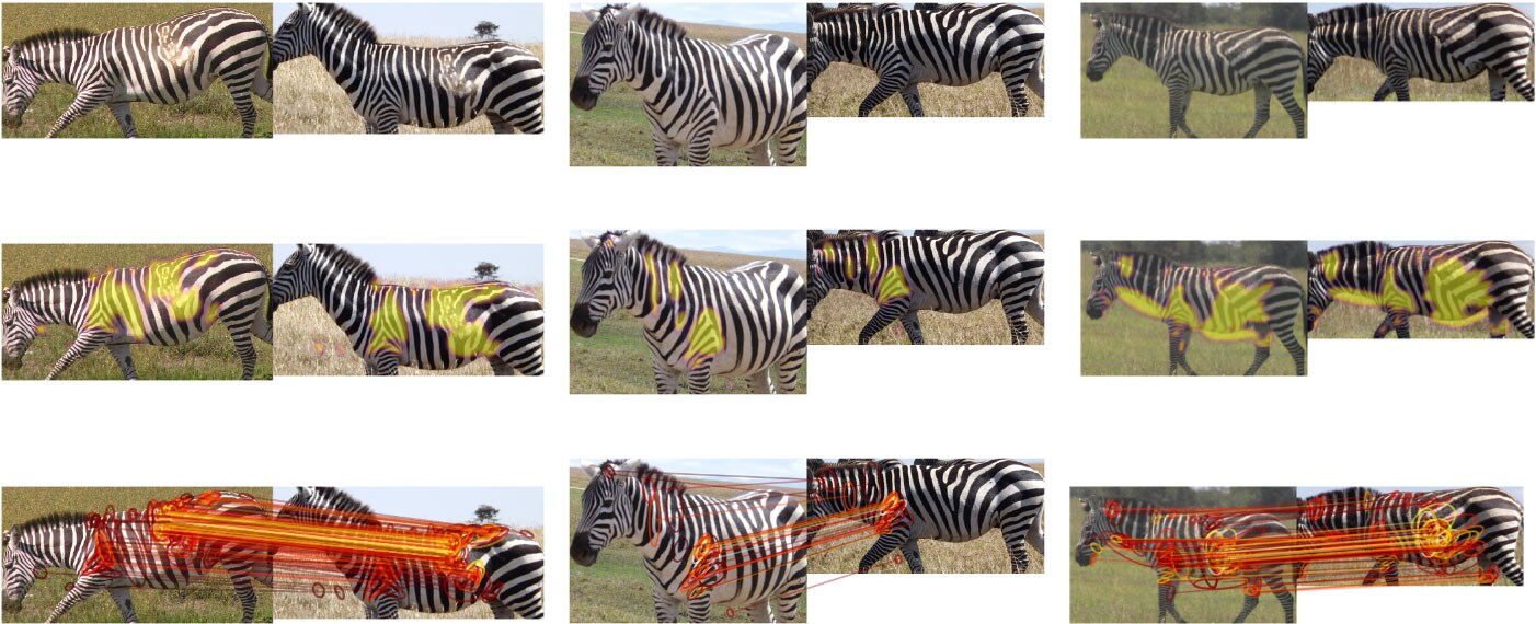Zebras in the Hotspotter software