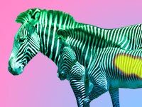 Saving Wildlife navigation image