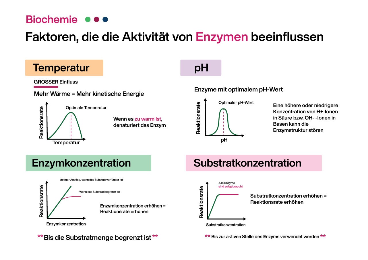 Illustration of Enzyme chart