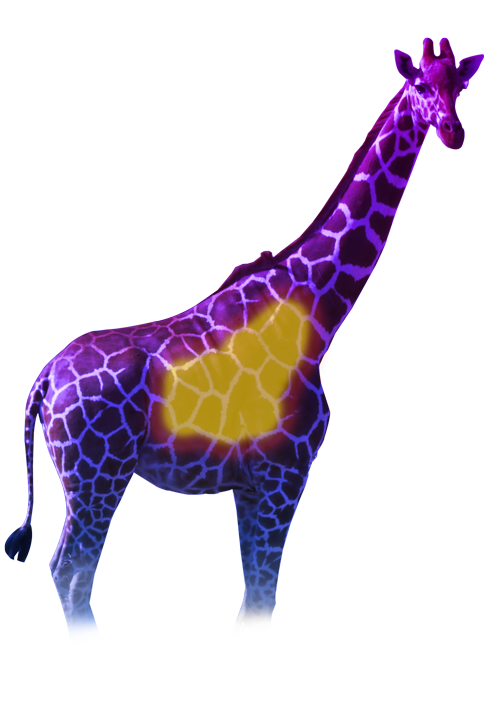 giraffe