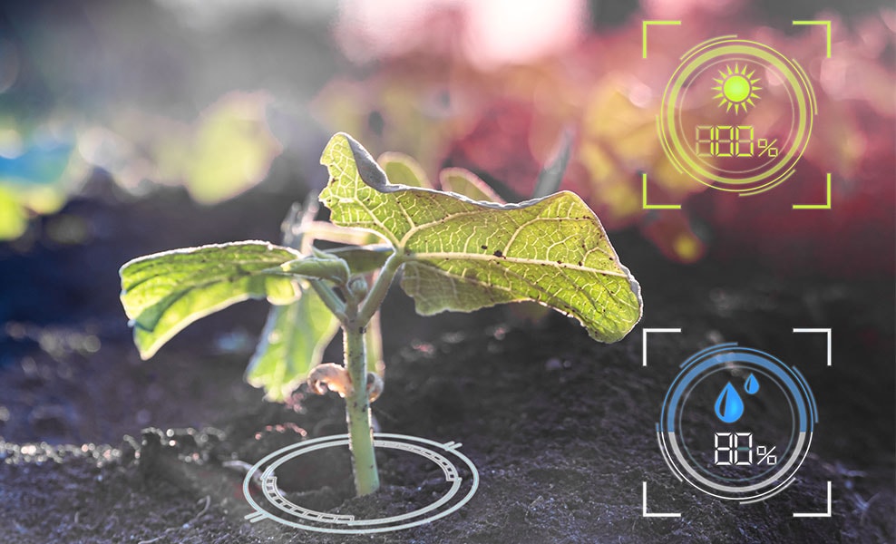 Bild einer Pflanze mit digitaler Anzeige der Sonneneinstrahlung und des Wasserstands