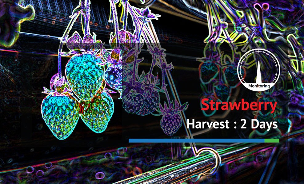 Infrarotaufnahme einer Erdbeerpflanze